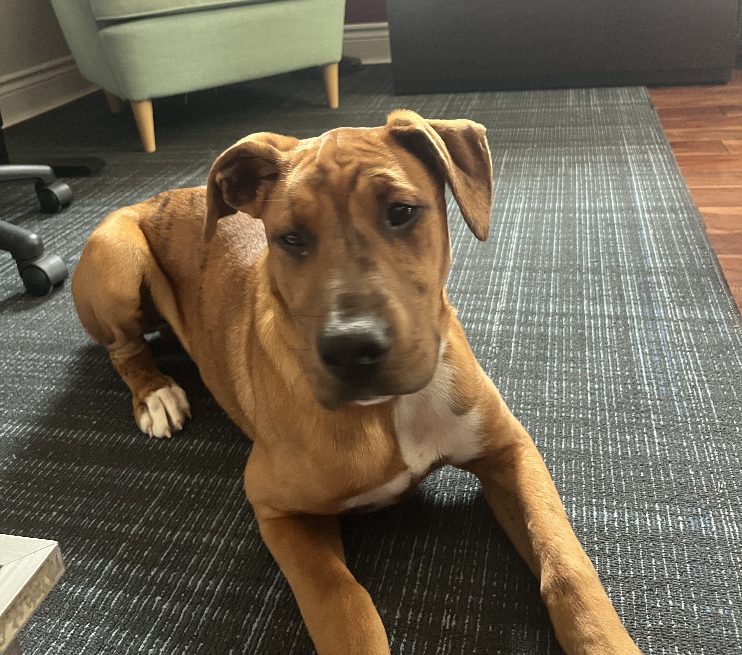 picture of Bo