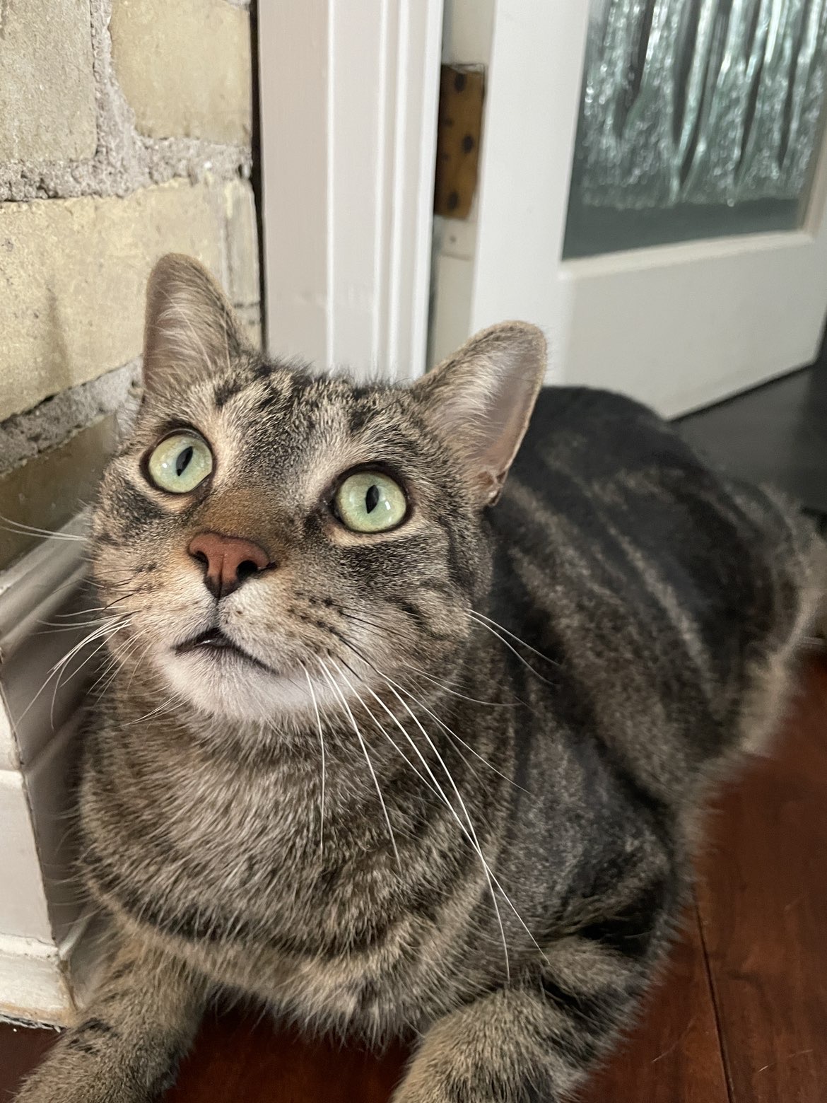 picture of Rocco