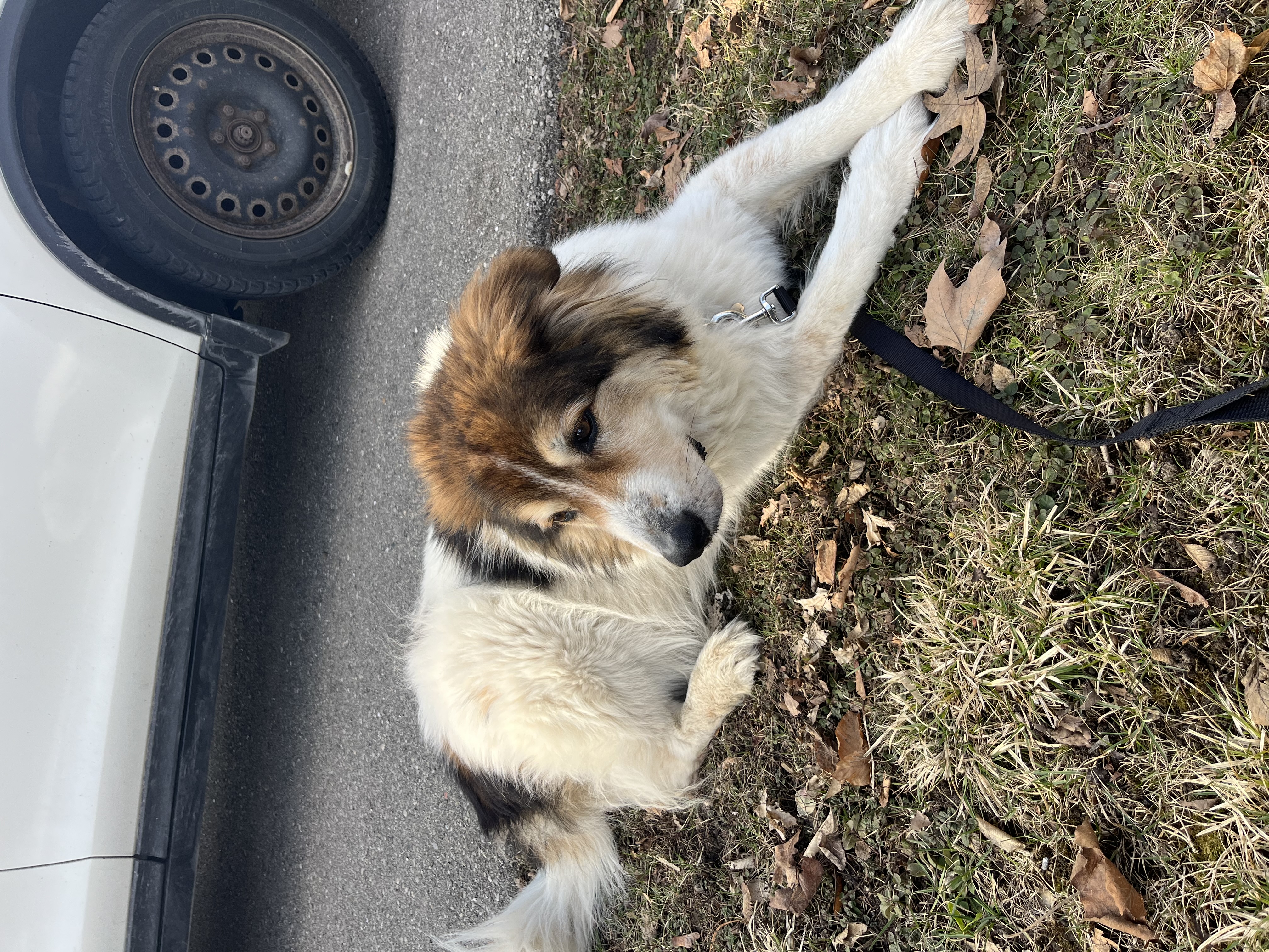 picture of Jax